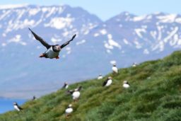 Atlantic Puffin