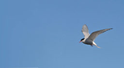 arctic tern