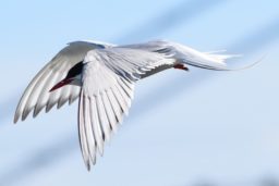 Arctic Tern in flight