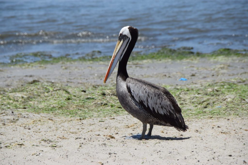 Peruvian Pelican