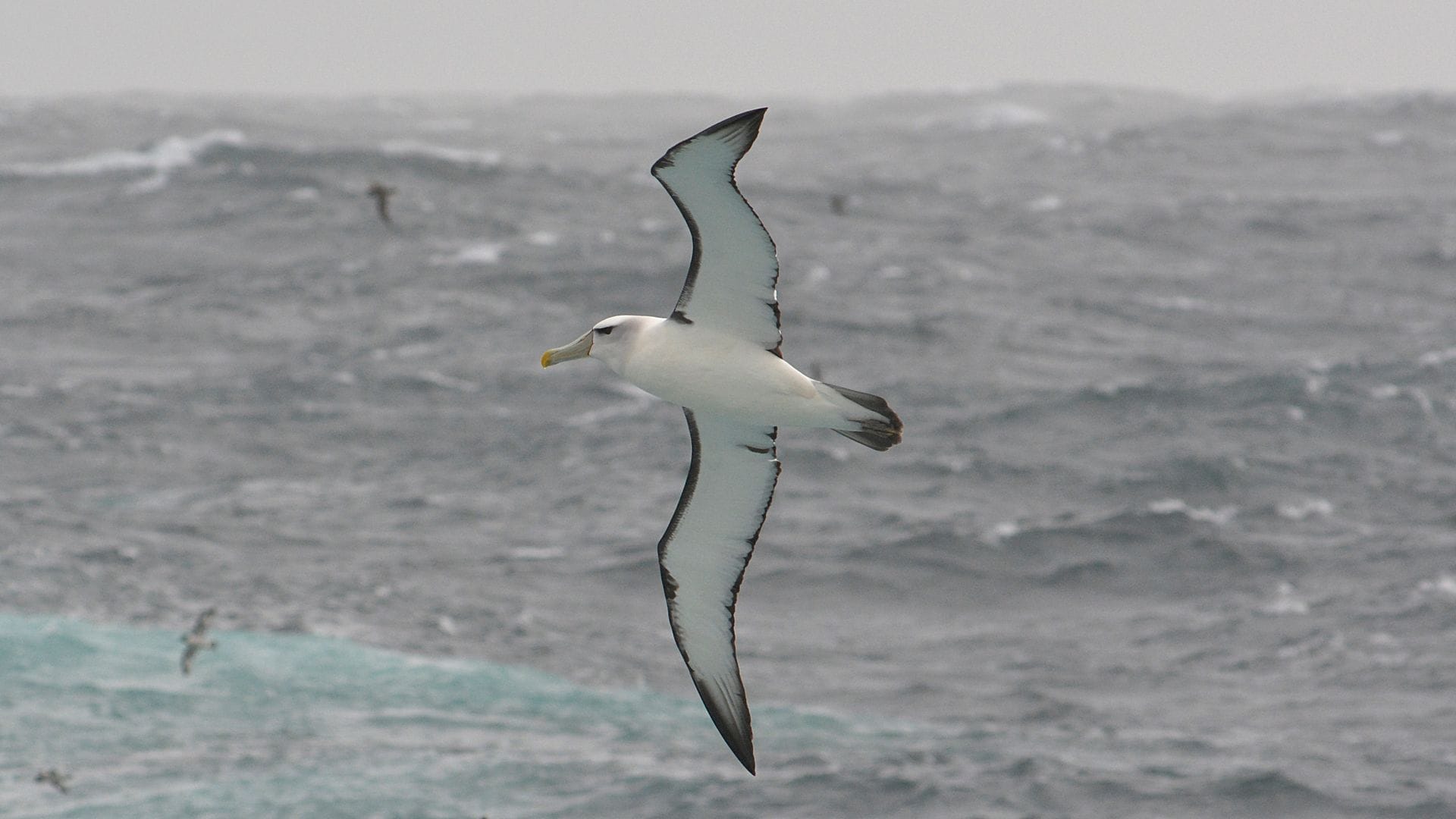 Albatrosses - Seabird Tracking Database