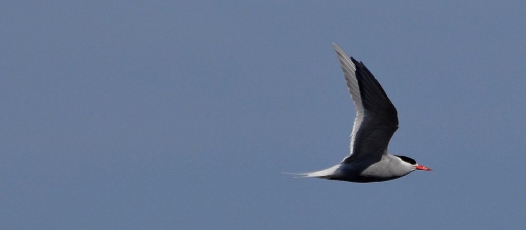 Terns Noddies Seabird Tracking Database