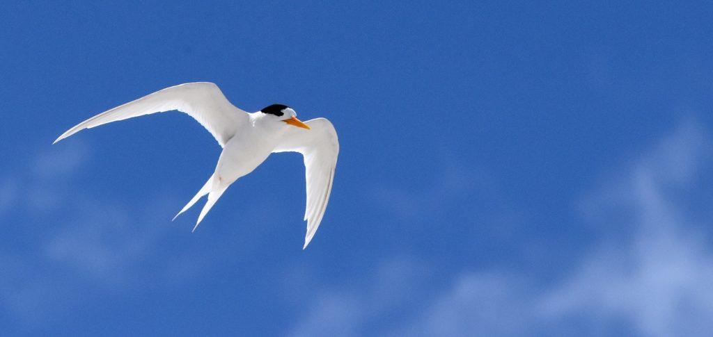 Terns Noddies Seabird Tracking Database