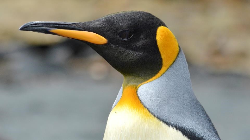Penguins - Seabird Tracking Database