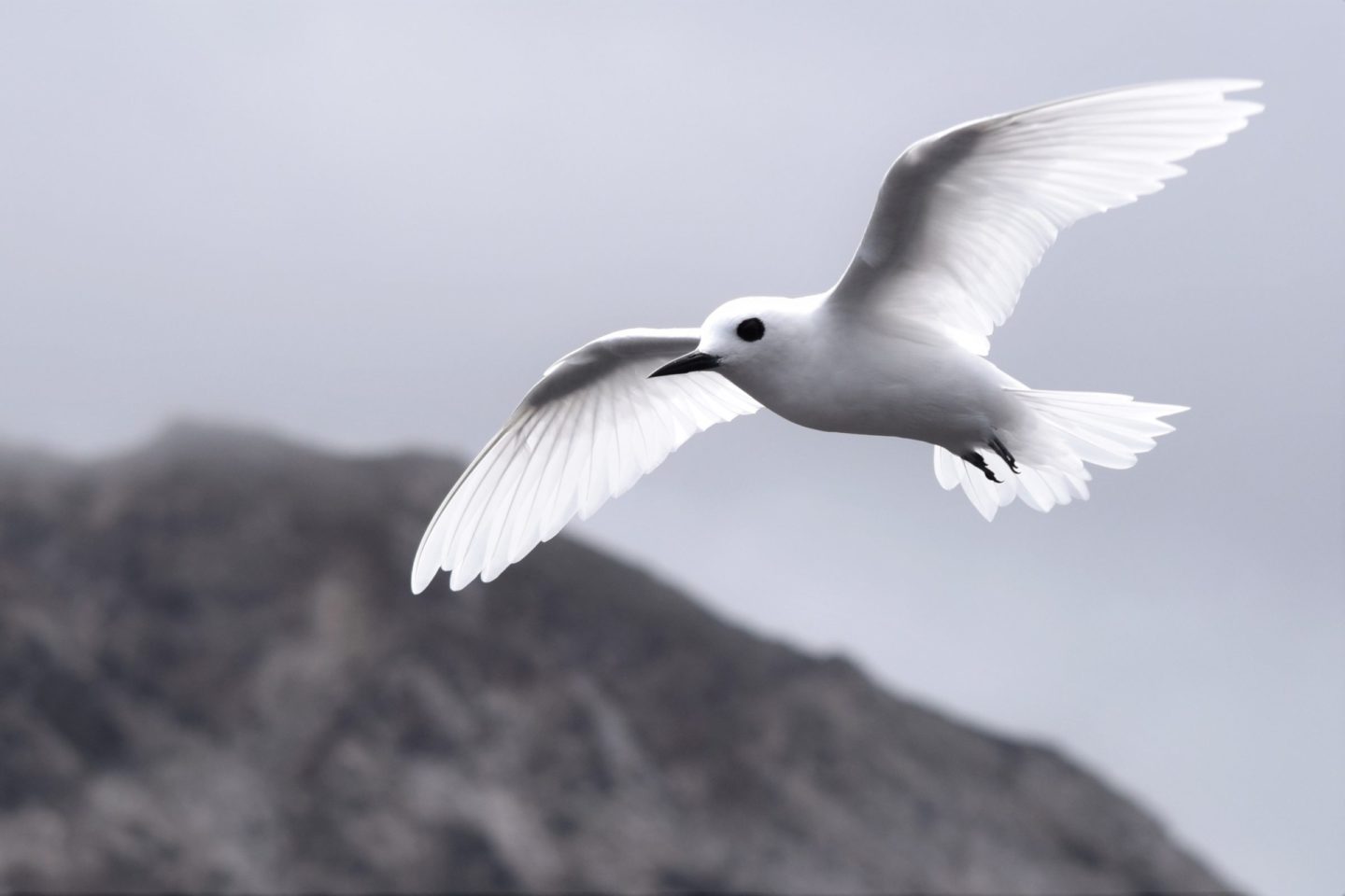Terns Noddies Seabird Tracking Database