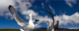 Wandering Albatross on Marion Island © Otto