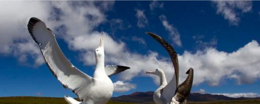 Wandering Albatross on Marion Island &copy; Otto